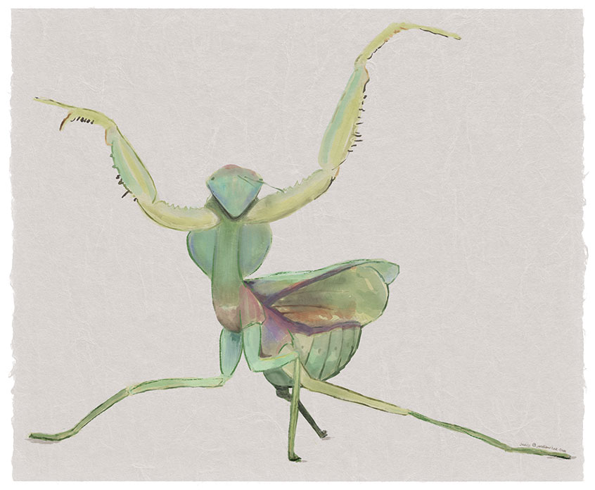 Tenacity and Poise (praying mantis)